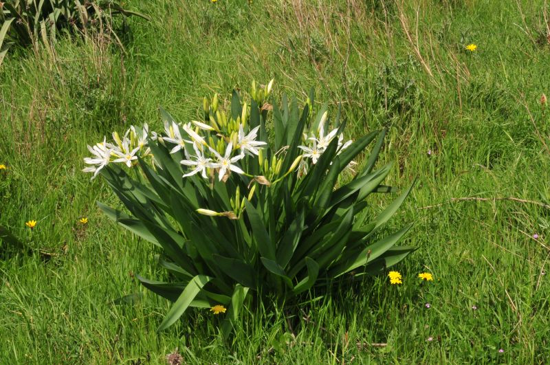 Pancratium illyricum / Giglio di Sardegna